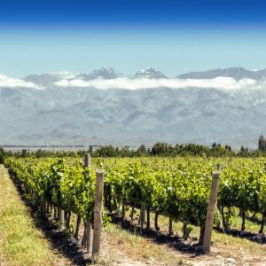 Weinproduzenten Argentinien