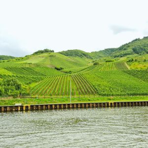 Weinproduzenten Deutschland