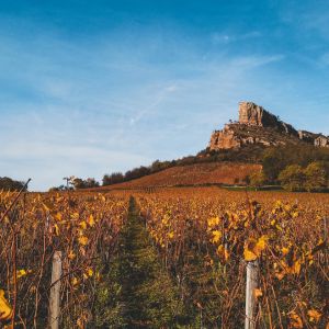 Weinproduzenten Frankreich