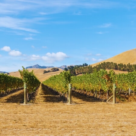 Weinproduzenten Neuseeland