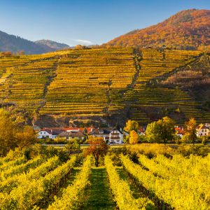Weinproduzenten Österreich