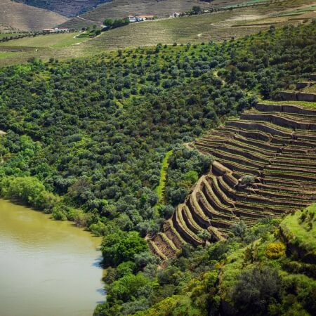 Weinproduzenten Portugal