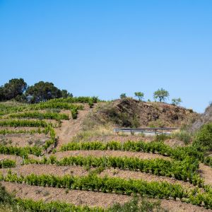 Weinproduzenten Spanien