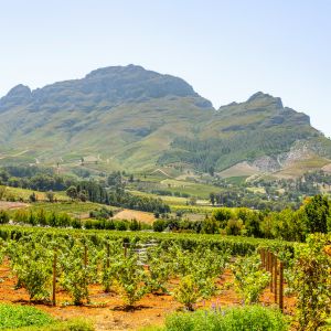 Weinproduzenten Südafrika