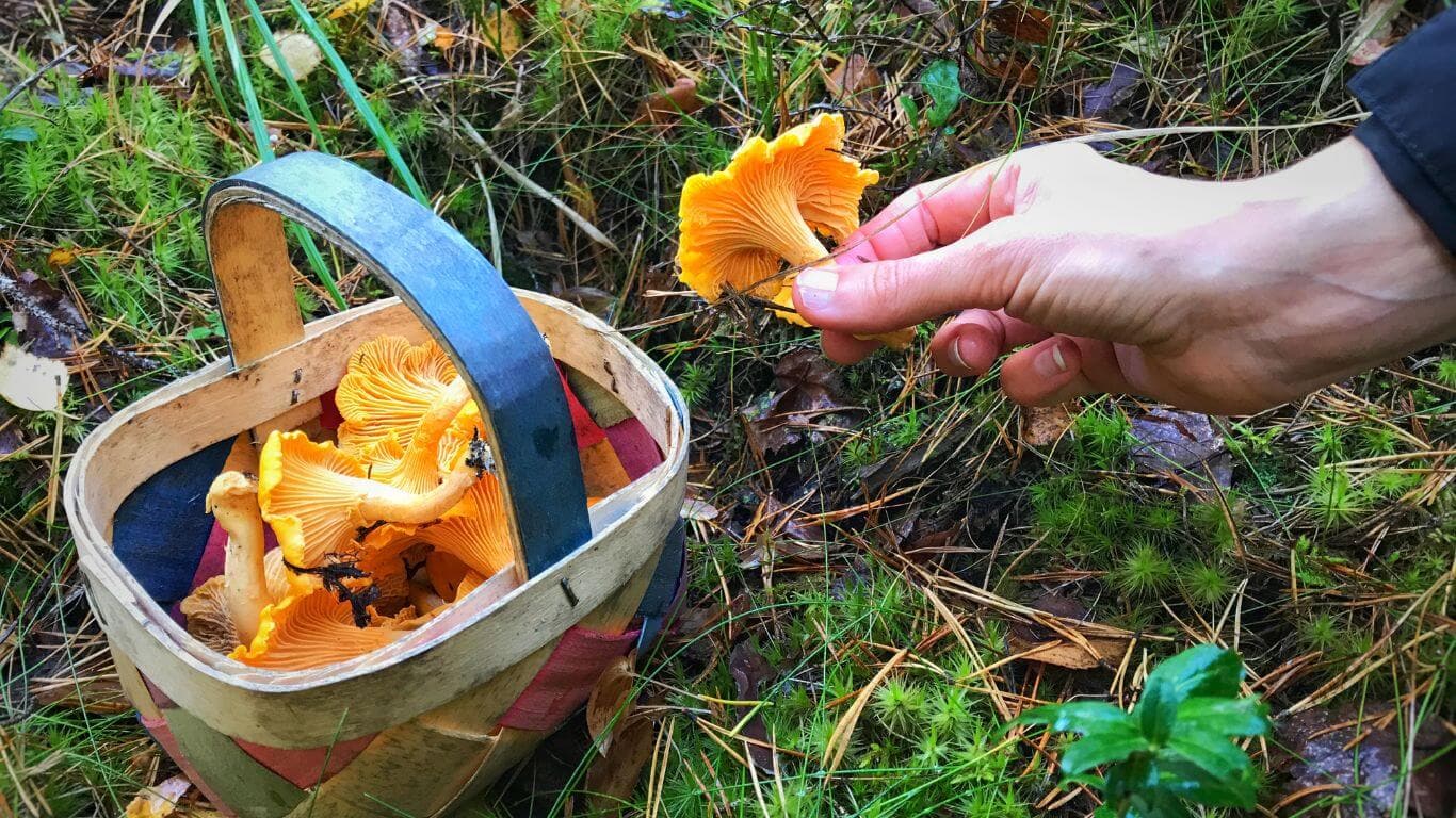 Eine Hand die frisch gesammelte Pilze in Pilzkorb legt